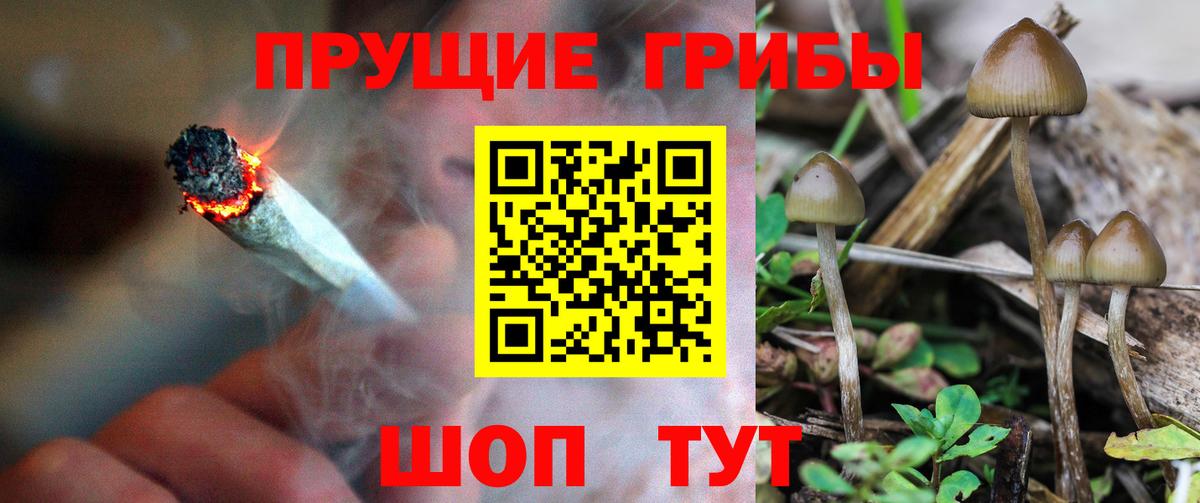 Псилоцибиновые грибы Cubensis Барнаул